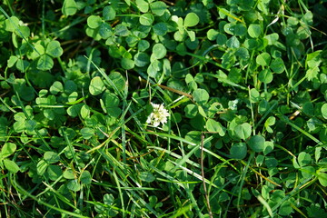 close up of green leaves