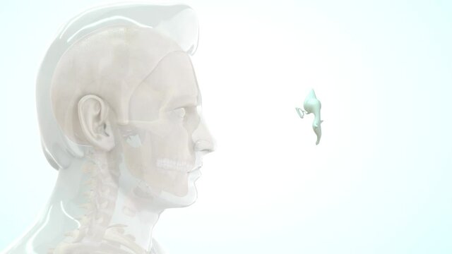 The malleus, incus, and stapes form the ossicular chain that connects the tympanic membrane to the oval window of the inner ear.