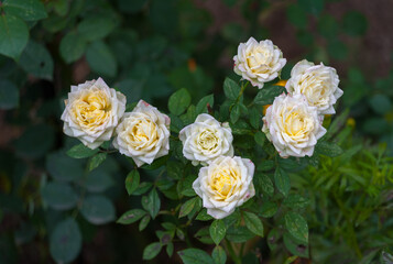 Fototapeta na wymiar Roses that grow in a flower bed