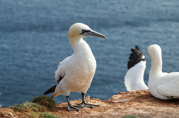 Basstölpel aus der Kolonie Helgoland 2021