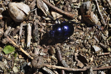 Lüneburger Heide- Natur 
