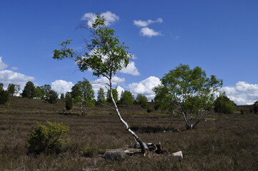 Lüneburger Heide- Natur 