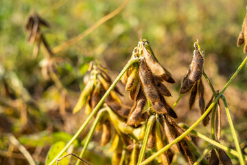 Autumn ripe soybeans background material
