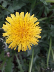yellow dandelion flower