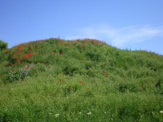 Wild poppies on a hill near Sunny Beach, Bulgaria