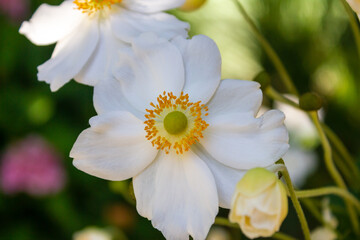 Obraz na płótnie Canvas White Japanese anemone flower