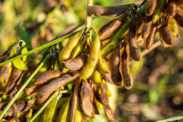 Autumn ripe soybeans background material