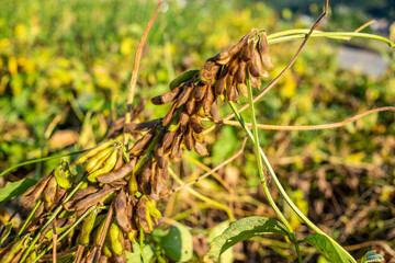 Autumn ripe soybeans background material