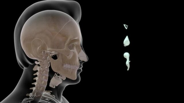 The malleus, incus, and stapes form the ossicular chain that connects the tympanic membrane to the oval window of the inner ear.