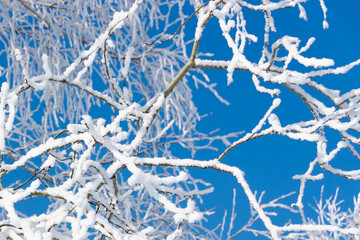 Tree branches covered with frost and snow on a cold sunny winter day against blue sky