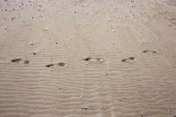 Plaża piasek ślady stóp Morze Bałtyckie