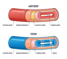 Artery vs vein structure compared with anatomical differences outline diagram. Labeled educational physiology explanation for body blood circulation vector illustration. Healthy cardiovascular flow. - obrazy, fototapety, plakaty