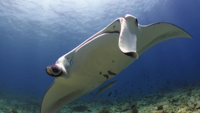 wide angle shot of male reef manta ray moving towards camera and turning sidewards close to coral reef, clear visibility