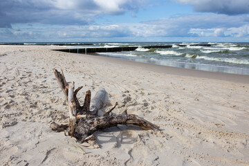 Morze Bałtyckie plaża korzeń chmury - obrazy, fototapety, plakaty