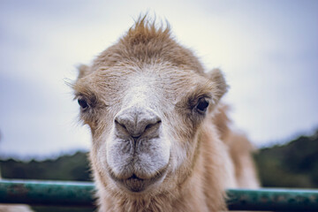 portrait of a camel