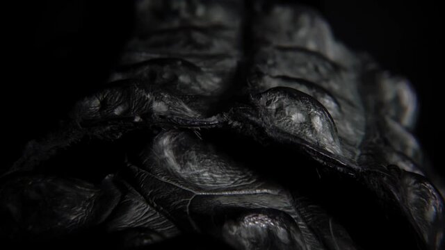 Intriguing black crocodile skin being turned to the right. Static camera