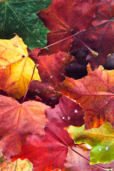 Multicolored maple leaves background. Colorful autumn leaf texture.