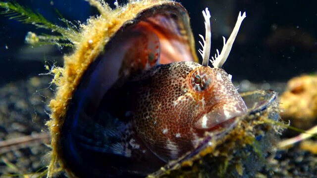 Tentacled blenny (Parablennius tentacularis), fish hiding in empty shells of mussels, Black Sea