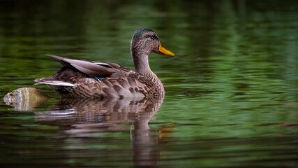 bird, ente, wasser, gans, stockente, tier, natur, see, wild lebende tiere