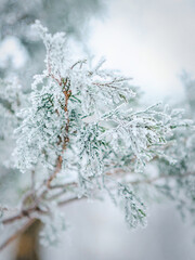 frost and snow on green needles of fir trees