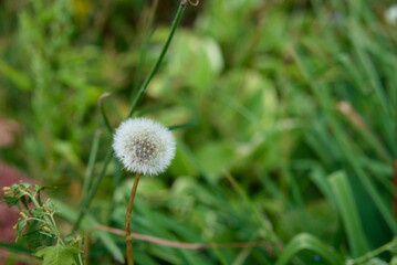 Lonely dandelion on a green lawn.