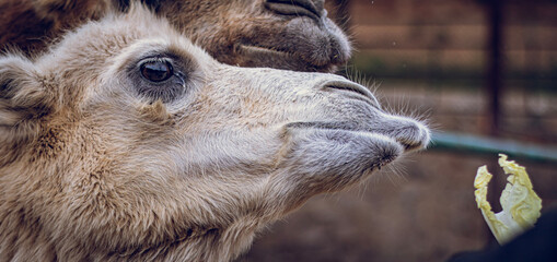 Fototapeta premium close up of a camel