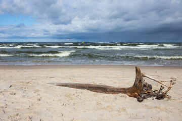 Morze Bałtyckie korzeń plaża chmury - obrazy, fototapety, plakaty