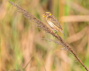 Streaked weaver singing on a plant