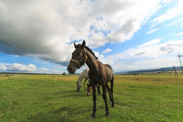 Horse runs on a green summer meadow on sunny day