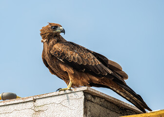 Black Kite resting on a wall