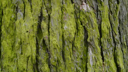 bark of a tree
