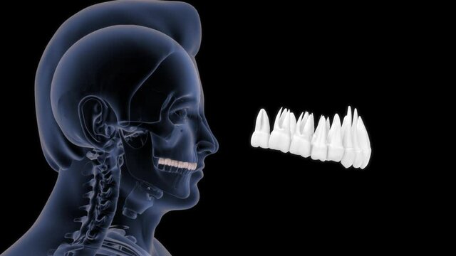Premolars Images – Browse 5,802 Stock Photos, Vectors, and Video ...