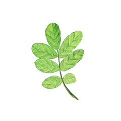 Green leaf of rose hip plant isolated on white background. Watercolor hand drawing illustration. Perfect for nature design, print, herbal card.