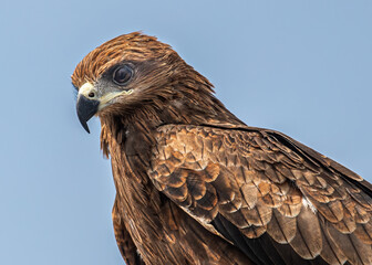 Obraz premium Black Kite a close up