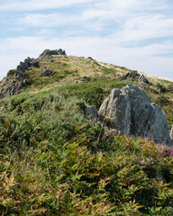 Wild flowers and rocks on the North Devon coast