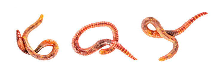 Collection of earthworms isolated on white background. Fishing worms concept.