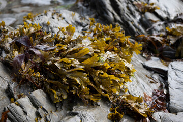 Seaweed on Rockham Beach, Devon © MPickles Photography