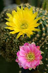Obraz premium Blooming Lobivia spp. flowers in cactus garden.