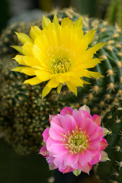 Blooming Lobivia spp. flowers in cactus garden.