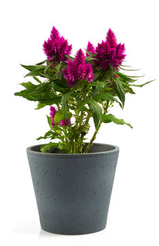 celosia deep purple isolated on white background