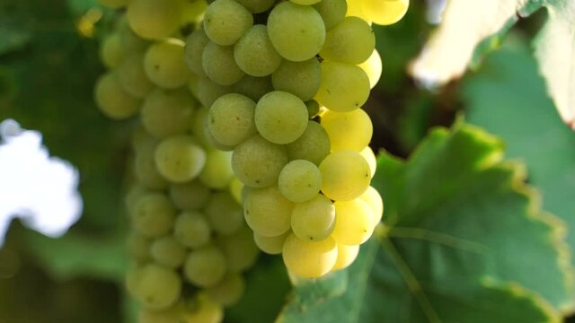 Unripe green grape bunch among grapevine leaves at vineyard in warm sunset sunlight. Beautiful clusters of ripening grapes. Winemaking and organic fruit gardening. Close up. Selective focus.