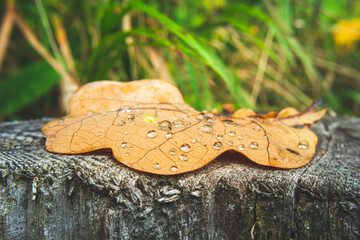 Oak leaf with water drops lying on the stump