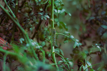 Fototapeta na wymiar caterpillar on green stem of a rue plant in the garden of the house