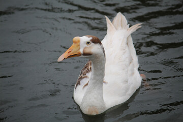white duck swimming in the water