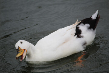white duck on the beach