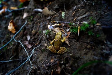 Wildlife on a forest