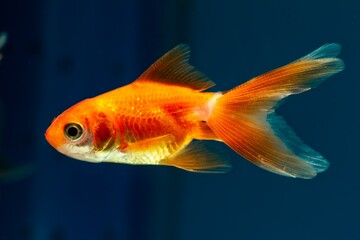 healthy juvenile oranda goldfish, popular commercial aqua trade breed of wild Carassius auratus,...