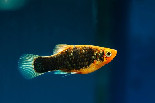 young healthy specimen of popular pet, common molly, black and orange artificial breed of commercial species from brackish waters in Mexico, sale aquarium
