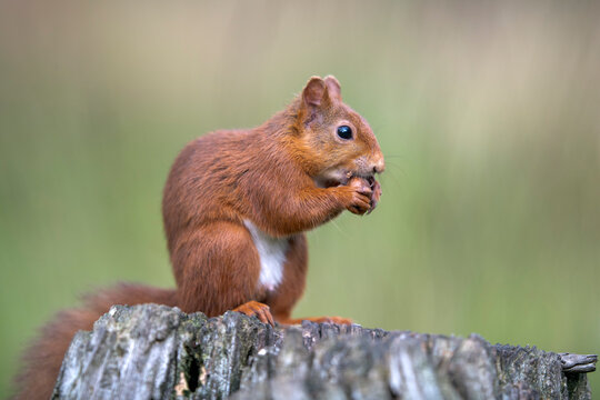 Portrait of Eurasian red squirrel (Sciurus vulgaris) feeding on top of tree stump