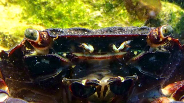 Marbled crab (Pachygrapsus marmoratus), crab quickly moves its jaws, filtering water, Black Sea